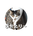 ちゃ香 ①(改良版)（個別スタンプ：25）
