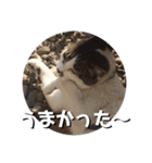ちゃ香 ①(改良版)（個別スタンプ：26）