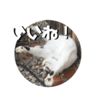 ちゃ香 ①(改良版)（個別スタンプ：30）