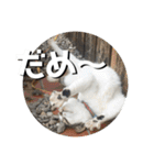 ちゃ香 ①(改良版)（個別スタンプ：31）