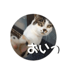ちゃ香 ①(改良版)（個別スタンプ：32）