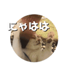 ちゃ香 ①(改良版)（個別スタンプ：33）