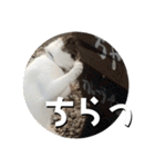 ちゃ香 ①(改良版)（個別スタンプ：34）