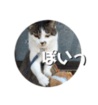 ちゃ香 ①(改良版)（個別スタンプ：36）