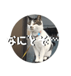 ちゃ香 ①(改良版)（個別スタンプ：39）