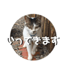ちゃ香 ①(改良版)（個別スタンプ：40）