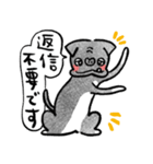 黒パグっぽいイヌ（個別スタンプ：11）