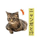 ウミコム日記 フォロワー様スタンプ①（個別スタンプ：2）
