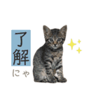 ウミコム日記 フォロワー様スタンプ①（個別スタンプ：3）
