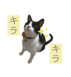 ウミコム日記 フォロワー様スタンプ①（個別スタンプ：9）