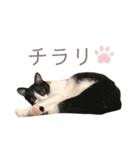 ウミコム日記 フォロワー様スタンプ①（個別スタンプ：12）