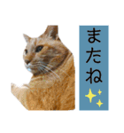 ウミコム日記 フォロワー様スタンプ①（個別スタンプ：19）