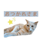 ウミコム日記 フォロワー様スタンプ①（個別スタンプ：31）