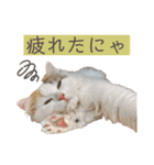 ウミコム日記 フォロワー様スタンプ①（個別スタンプ：37）