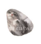 モフねこモフうさ2（個別スタンプ：1）