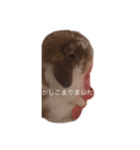 モフねこモフうさ2（個別スタンプ：2）