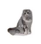 モフねこモフうさ2（個別スタンプ：5）