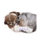 モフねこモフうさ2（個別スタンプ：7）