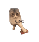 モフねこモフうさ2（個別スタンプ：10）