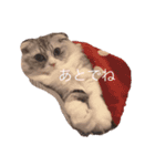 モフねこモフうさ2（個別スタンプ：16）