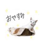 ハナテン2（個別スタンプ：3）