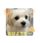 ❤️マルチーズめりる❤️2021❶（個別スタンプ：1）