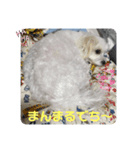 ❤️マルチーズめりる❤️2021❶（個別スタンプ：4）