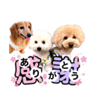 3wan_ko（個別スタンプ：5）
