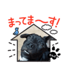 らんどフレンチブルドッグビーグルMIX犬（個別スタンプ：7）