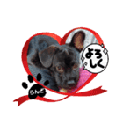 らんどフレンチブルドッグビーグルMIX犬（個別スタンプ：8）