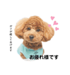 トイプードルのテテ 2（個別スタンプ：5）