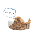 トイプードルのテテ 2（個別スタンプ：8）