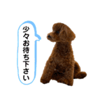 トイプードルのテテ 2（個別スタンプ：13）