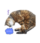 溺愛ニャンズのひとこま（個別スタンプ：1）