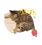 溺愛ニャンズのひとこま（個別スタンプ：3）