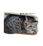 溺愛ニャンズのひとこま（個別スタンプ：7）