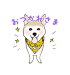 柴犬の姫子（個別スタンプ：1）