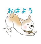 柴犬の姫子（個別スタンプ：2）