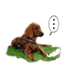 アイリッシュセッター犬 SHIGE3（個別スタンプ：18）