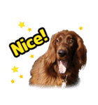 アイリッシュセッター犬 SHIGE3（個別スタンプ：25）