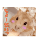 ◯はむちゃんのスタンプ◯（個別スタンプ：2）
