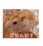 ◯はむちゃんのスタンプ◯（個別スタンプ：4）