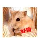 ◯はむちゃんのスタンプ◯（個別スタンプ：5）