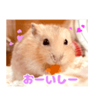 ◯はむちゃんのスタンプ◯（個別スタンプ：6）