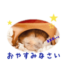 ◯はむちゃんのスタンプ◯（個別スタンプ：8）
