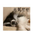 おれ、オレオ。2（個別スタンプ：2）