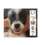 おれ、オレオ。2（個別スタンプ：8）