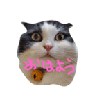 大福と暮らす毎日（個別スタンプ：1）