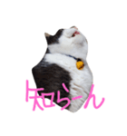 大福と暮らす毎日（個別スタンプ：3）
