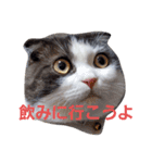 大福と暮らす毎日（個別スタンプ：8）